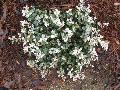 Tricolor Asian Jasmine / Trachelospermum asiaticum 